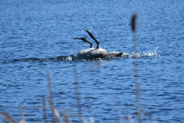 So This Is One Of Our Great Canadian Geese In Canada. Yep He Is Alive, Upside Down In The Water... Not Sure Why?