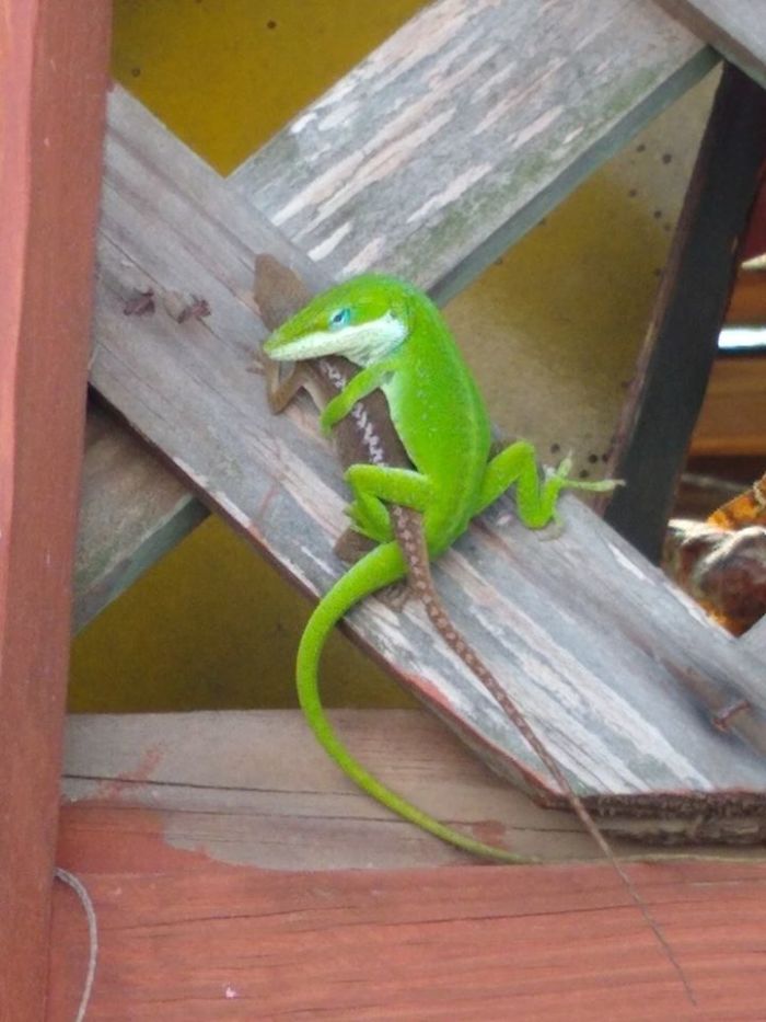 Next On The Kinky Channel