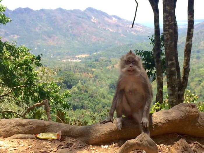 All I Wanted Was A Natural “Animal In Its Habitate” Picture... Until This Monkey Started Posing For The Picture - Really?!