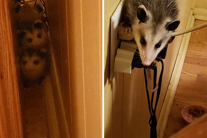 Last Year These Guys Came Up Through A Vent Into My Kitchen... The Cats And Dog Watched Calmly And Disinterestedly As I Scooped Them Up With Oven Mitts And Cursed Myself For My Single Status