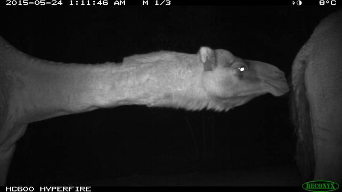 Camels Can Find Their Way In The Dark By Following Their Nose. Of Course It Works Out Better For Some Than Others.