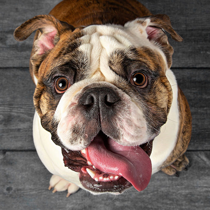 My 26 Funny Photos Of Dogs With Accidental Tongue Slip