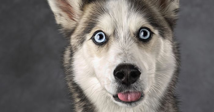 My 26 Funny Photos Of Dogs With Accidental Tongue Slip