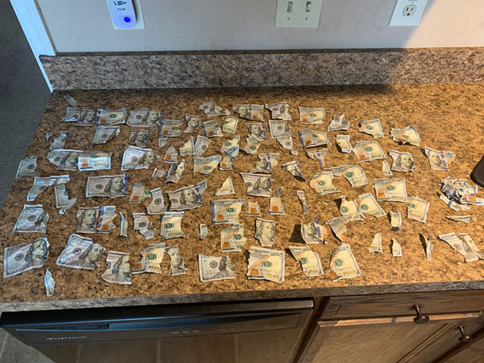 My Friend's 2 Labradors Spent His Stimulus Money While He Was At Work