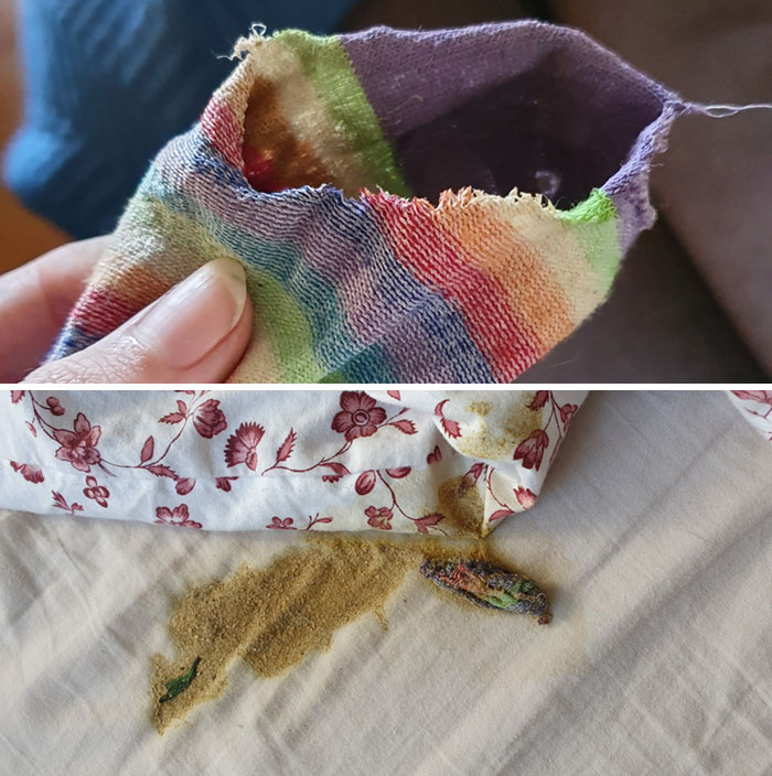 My Day Is Ruined. Cat, I Live With, Ate My Favourite Sock And Threw It Up Onto My Newly Changed Bed Sheets