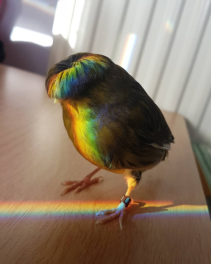 Canary with bowl feathercut standing on a wooden surface, illuminated by rainbow light.
