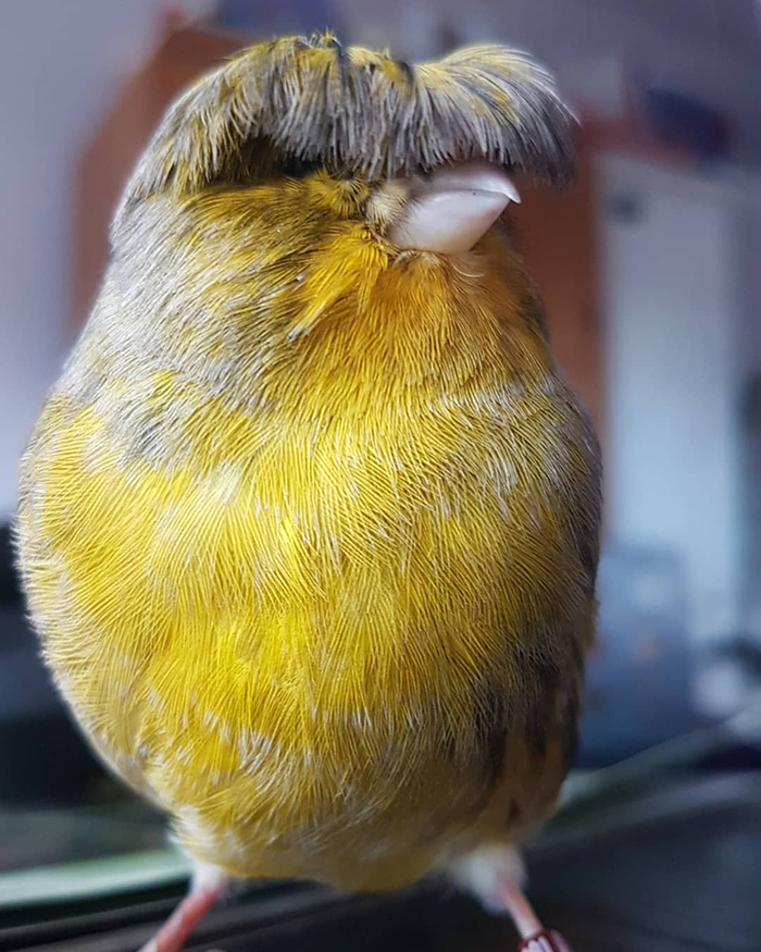 Yellow canary with a unique bowl feathercut, gaining internet fame for its charming appearance.