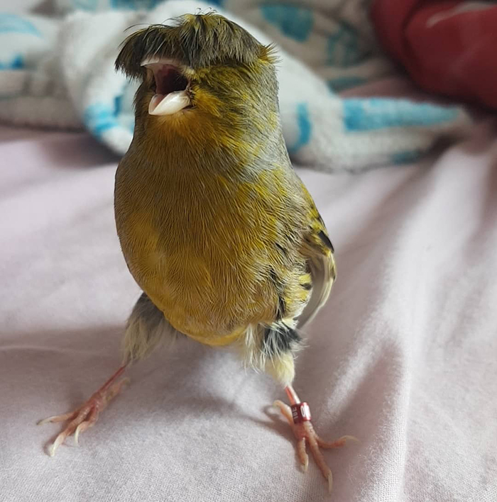 A canary with bowl feathercut, standing on a bed, showing its unique hairstyle.