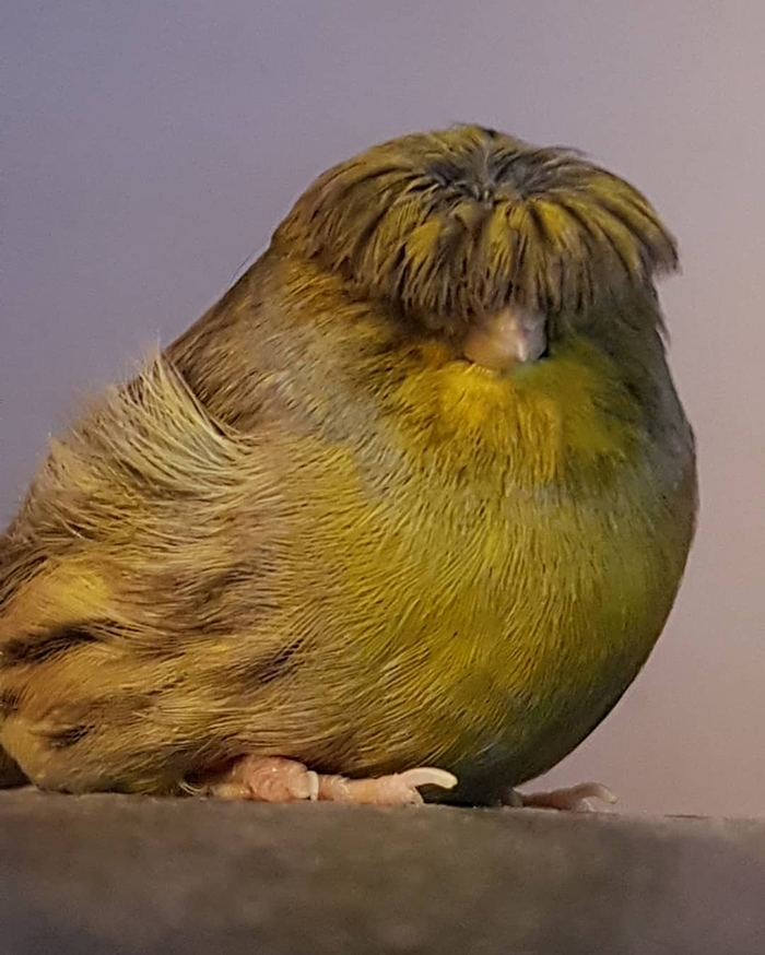 Canary with a bowl feathercut, sitting calmly with its unique haircut, winning over the internet's hearts.