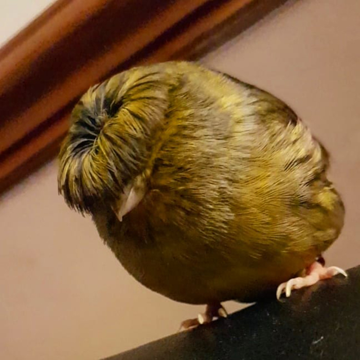 Yellow canary with a unique bowl feathercut perched indoors.