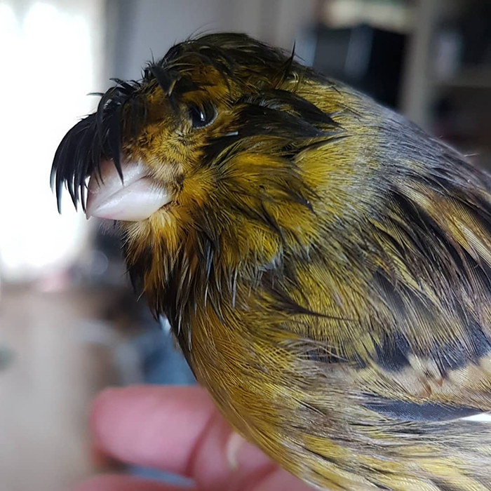 Yellow canary with unique bowl feathercut perched on a finger, capturing the internet's hearts.