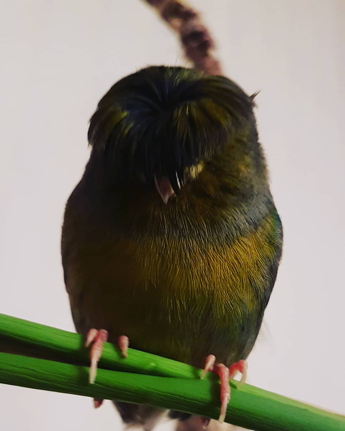 Canary with bowl feathercut perched on a green branch, showcasing unique style that charmed the internet.