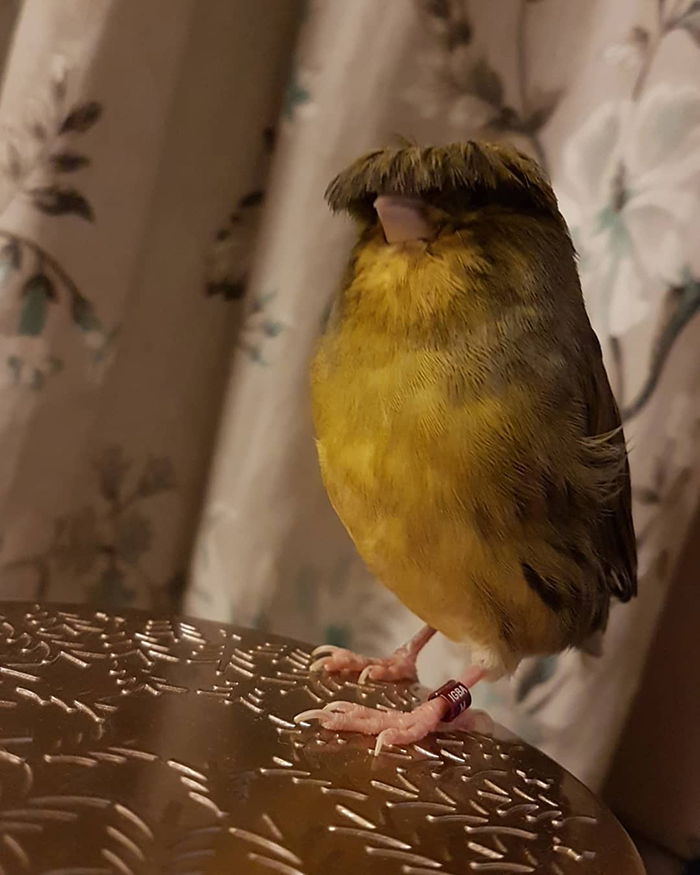 Yellow canary with a distinctive bowl feather cut perched on a table, charming the internet with its unique look.