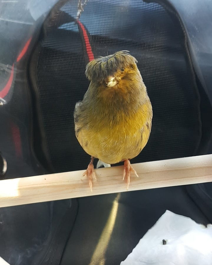 Cheerful canary with a bowl feathercut perched inside a cage.