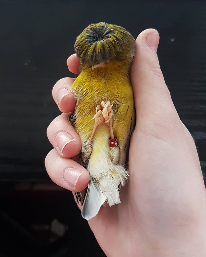 A canary with a bowl feathercut held in a hand, showcasing its unique hairstyle.