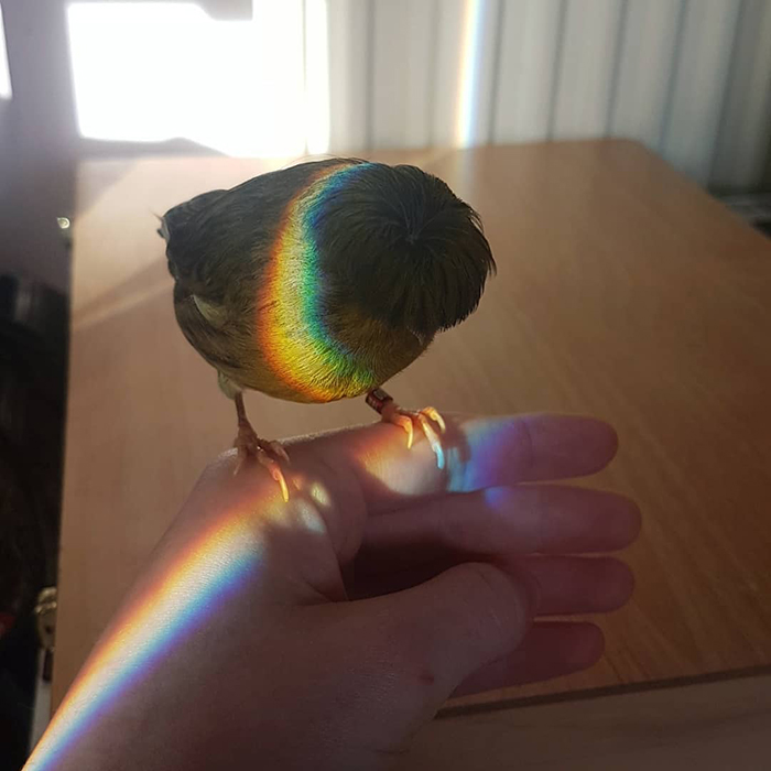 A canary with a unique bowl feathercut stands on a hand, illuminated by a rainbow.