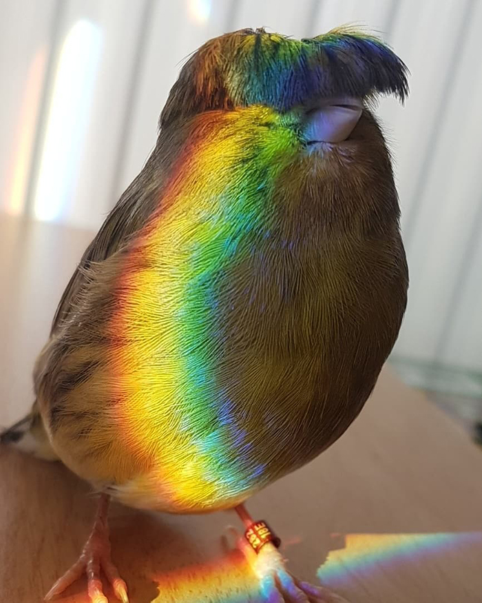 Colorful canary with a unique feathercut and rainbow reflection on its chest, capturing hearts online.