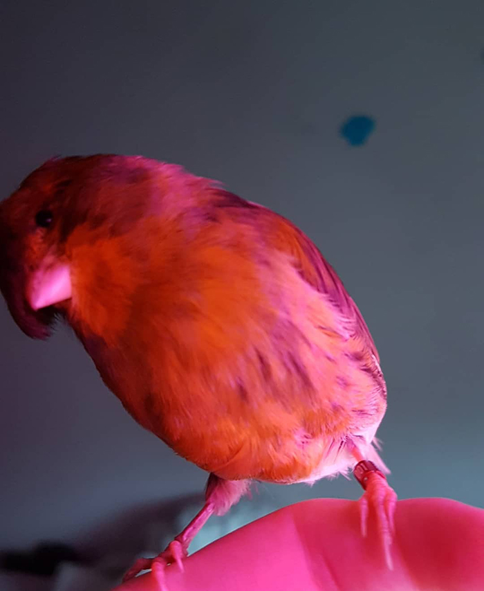 A canary with a vibrant feathercut perched on a hand, showcasing its striking appearance.