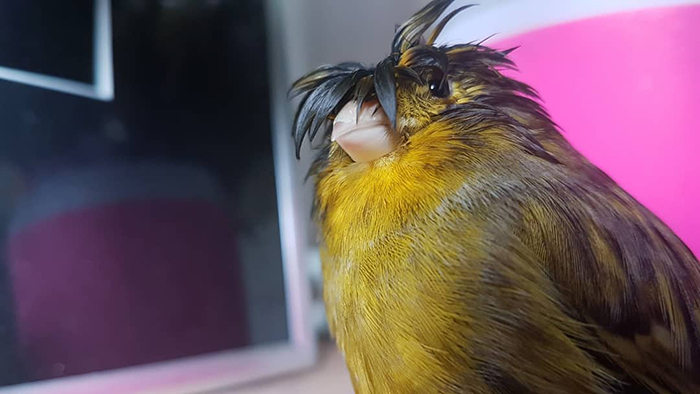 A canary with a unique bowl feathercut, showcasing vibrant yellow and brown plumage, captivating the internet.
