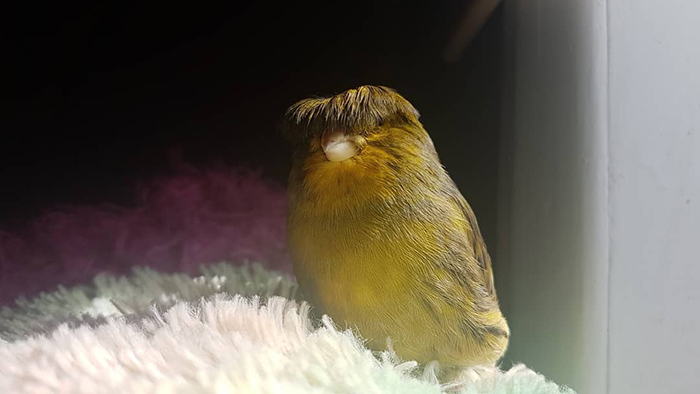Canary with bowl feathercut perched on a soft surface, showcasing its unique hairstyle.