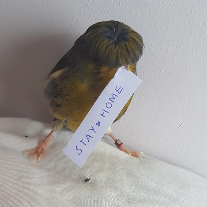 Canary with a unique bowl feathercut holding a "Stay Home" sign, capturing online attention with its adorable look.