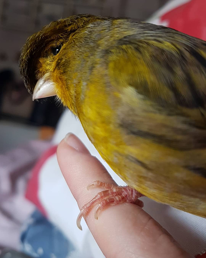 Yellow canary with a unique bowl feathercut perched on a finger.