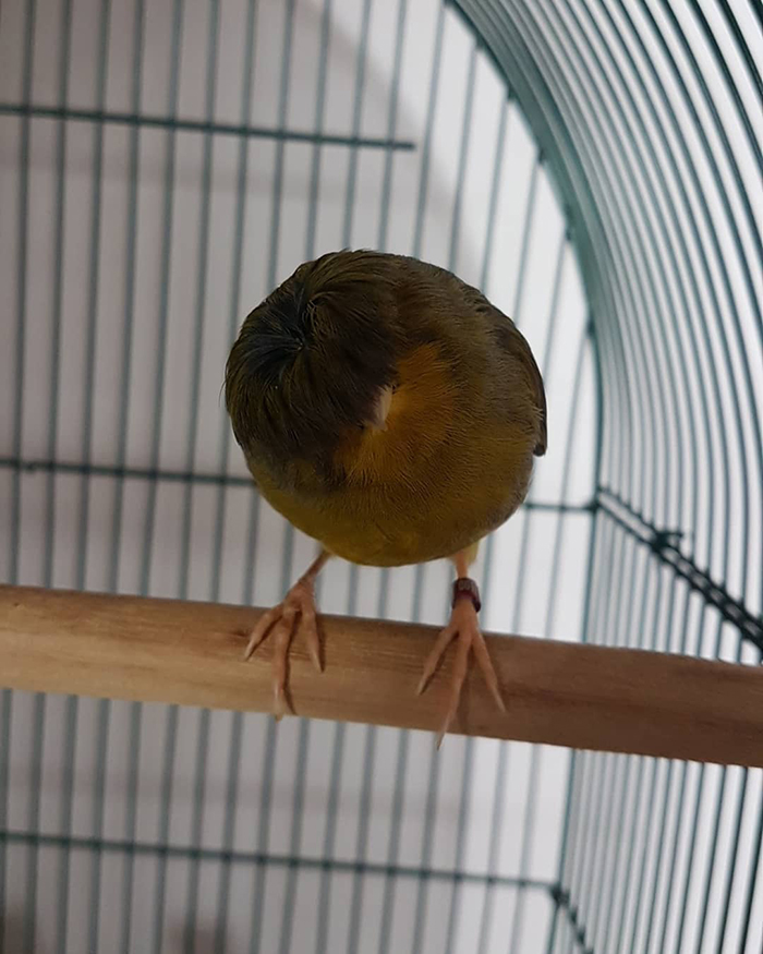 A canary with a unique bowl feathercut perches in its cage.