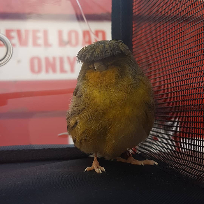 A canary with a unique bowl feathercut perched inside a mesh enclosure, showcasing its distinctive look.