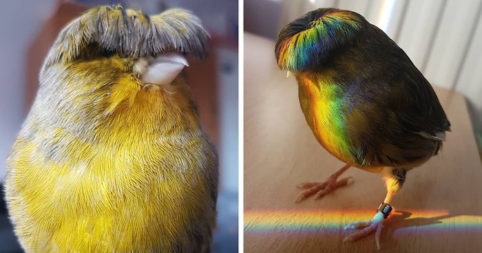 Meet Barry The Canary, The Bird With A Bowl Feathercut, Who Won Over The Internet’s Hearts With His Looks