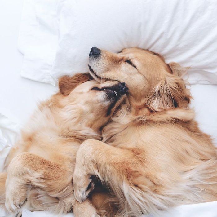 Golden-Retrievers-Friends-Lizzie-Ally