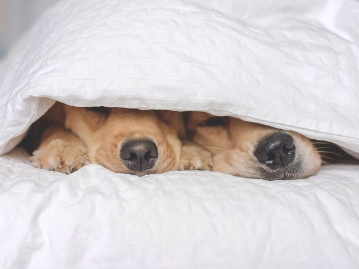 Golden-Retrievers-Friends-Lizzie-Ally