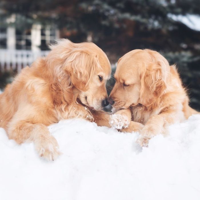 Golden-Retrievers-Friends-Lizzie-Ally