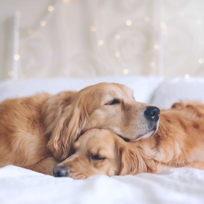 Golden-Retrievers-Friends-Lizzie-Ally
