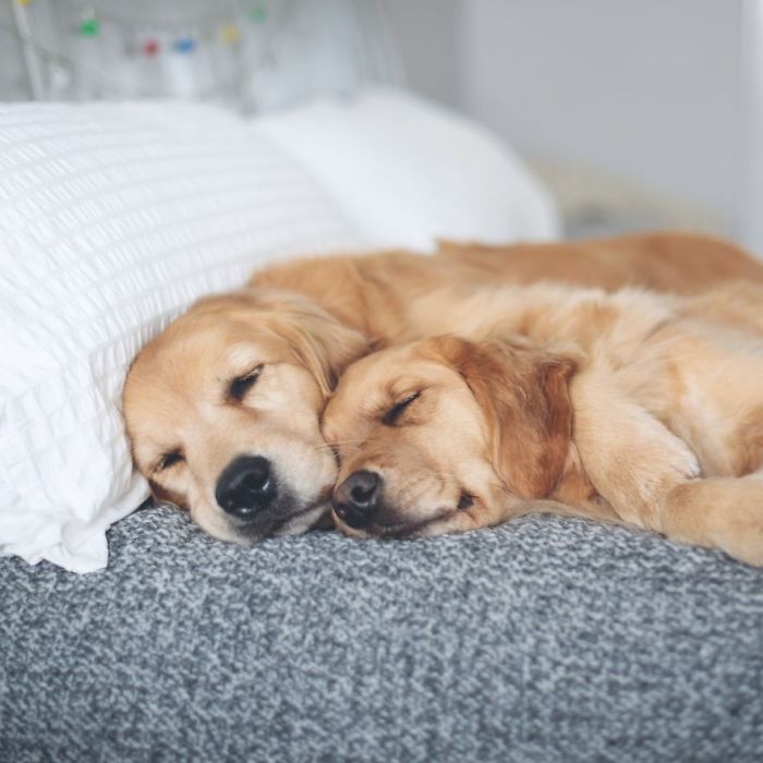 Golden-Retrievers-Friends-Lizzie-Ally