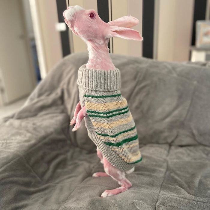 Mr. Bigglesworth, The Hairless Bunny, Was Rescued From Euthanasia, Now Lives As An Instagram Star