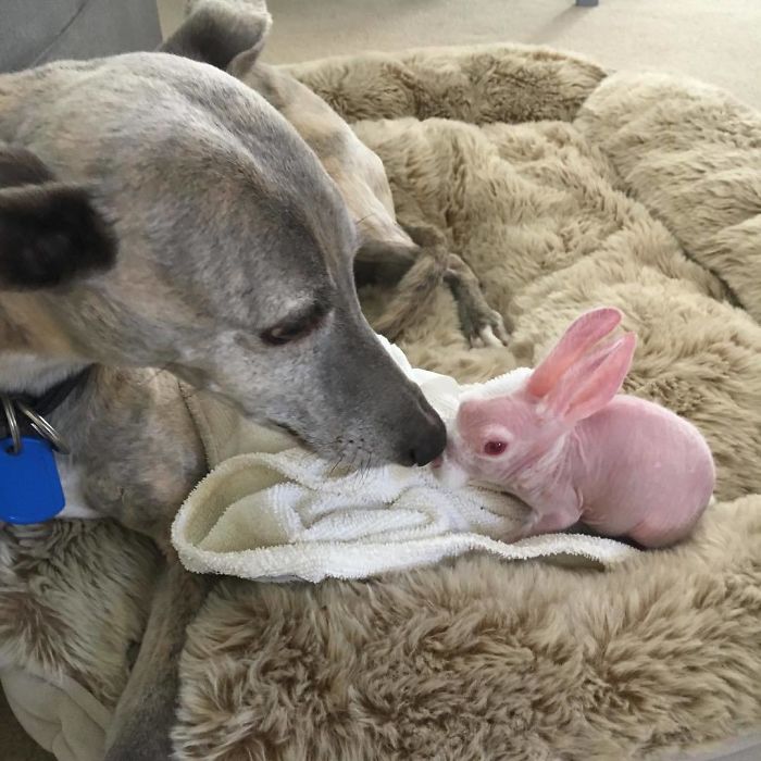 Mr. Bigglesworth, The Hairless Bunny, Was Rescued From Euthanasia, Now Lives As An Instagram Star