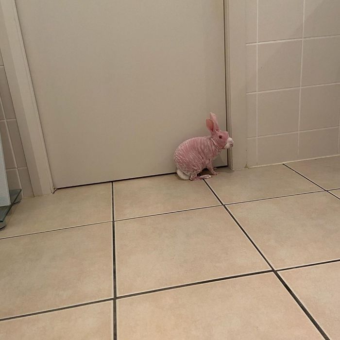 Mr. Bigglesworth, The Hairless Bunny, Was Rescued From Euthanasia, Now Lives As An Instagram Star Mr. Bigglesworth, The Hairless Bunny, Was Rescued From Euthanasia, Now Lives As An Instagram Star