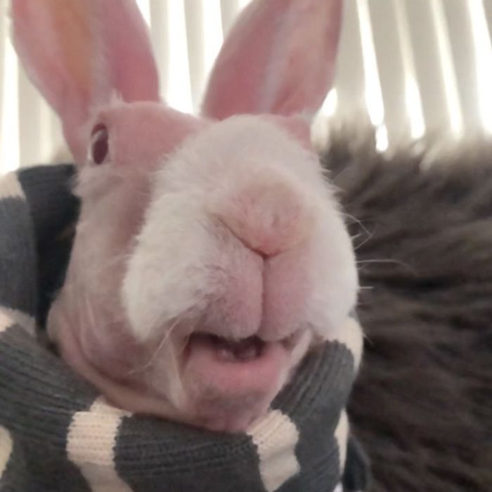 Mr. Bigglesworth, The Hairless Bunny, Was Rescued From Euthanasia, Now Lives As An Instagram Star