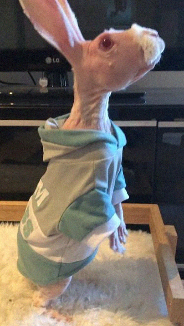 Mr. Bigglesworth, The Hairless Bunny, Was Rescued From Euthanasia, Now Lives As An Instagram Star Mr. Bigglesworth, The Hairless Bunny, Was Rescued From Euthanasia, Now Lives As An Instagram Star