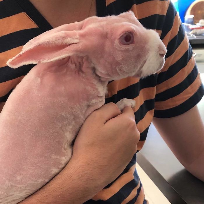 Mr. Bigglesworth, The Hairless Bunny, Was Rescued From Euthanasia, Now Lives As An Instagram Star Mr. Bigglesworth, The Hairless Bunny, Was Rescued From Euthanasia, Now Lives As An Instagram Star