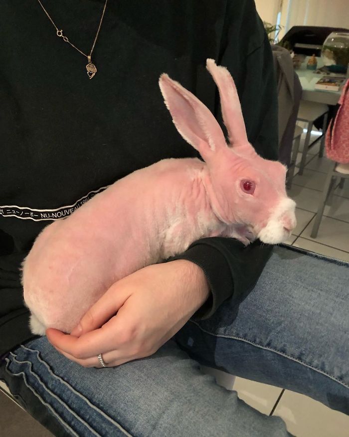 Mr. Bigglesworth, The Hairless Bunny, Was Rescued From Euthanasia, Now Lives As An Instagram Star Mr. Bigglesworth, The Hairless Bunny, Was Rescued From Euthanasia, Now Lives As An Instagram Star