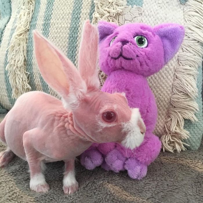 Mr. Bigglesworth, The Hairless Bunny, Was Rescued From Euthanasia, Now Lives As An Instagram Star Mr. Bigglesworth, The Hairless Bunny, Was Rescued From Euthanasia, Now Lives As An Instagram Star