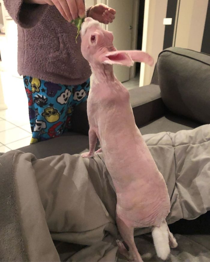 Mr. Bigglesworth, The Hairless Bunny, Was Rescued From Euthanasia, Now Lives As An Instagram Star
