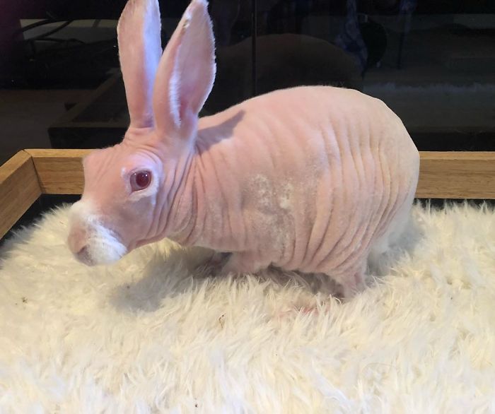 Mr. Bigglesworth, The Hairless Bunny, Was Rescued From Euthanasia, Now Lives As An Instagram Star Mr. Bigglesworth, The Hairless Bunny, Was Rescued From Euthanasia, Now Lives As An Instagram Star