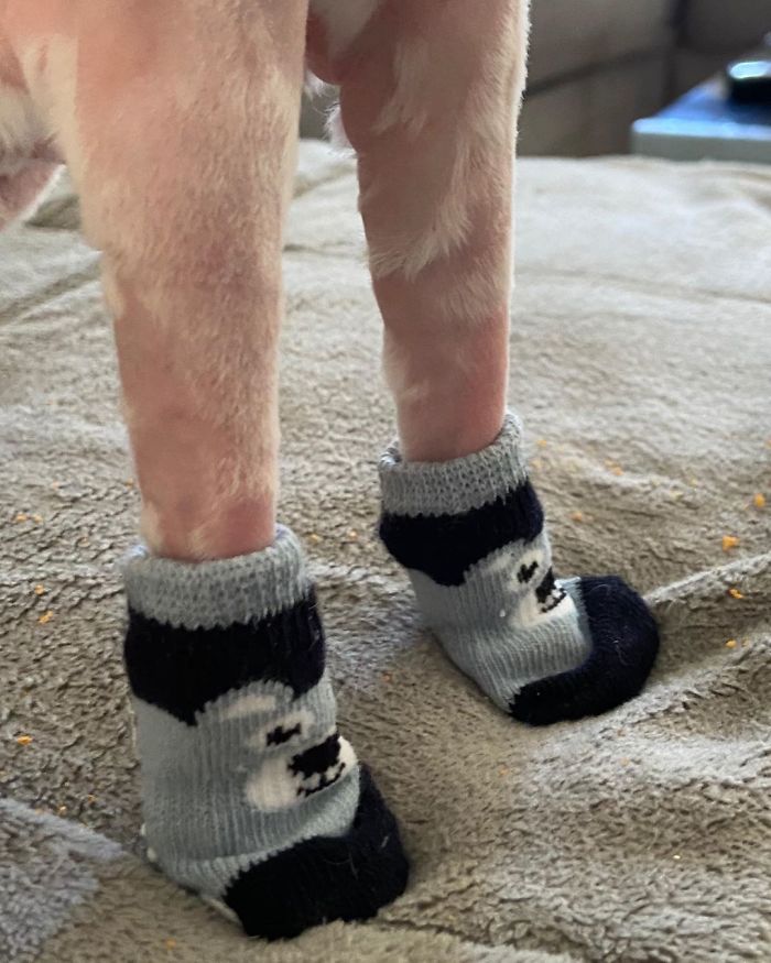 Mr. Bigglesworth, The Hairless Bunny, Was Rescued From Euthanasia, Now Lives As An Instagram Star Mr. Bigglesworth, The Hairless Bunny, Was Rescued From Euthanasia, Now Lives As An Instagram Star