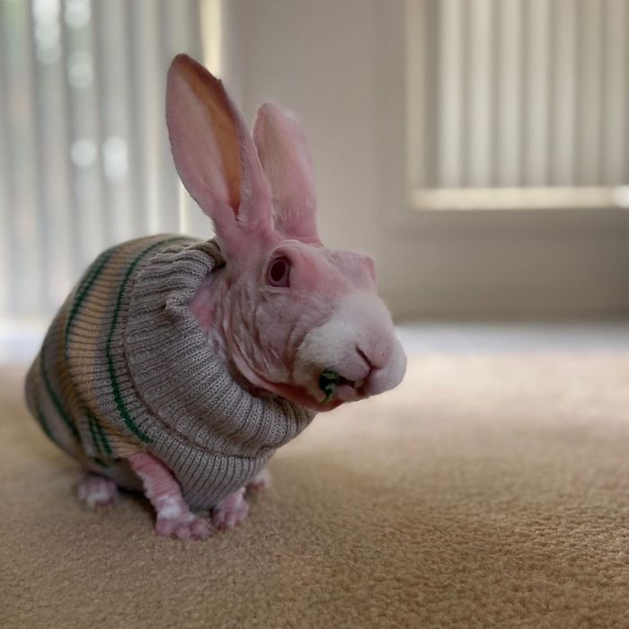 Mr. Bigglesworth, The Hairless Bunny, Was Rescued From Euthanasia, Now Lives As An Instagram Star