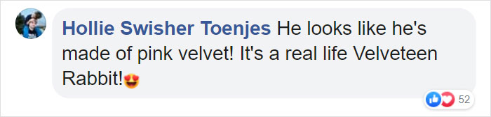 Mr. Bigglesworth, The Hairless Bunny, Was Rescued From Euthanasia, Now Lives As An Instagram Star Mr. Bigglesworth, The Hairless Bunny, Was Rescued From Euthanasia, Now Lives As An Instagram Star