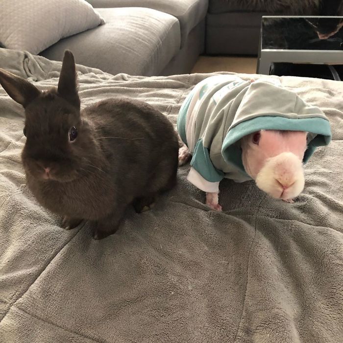 Mr. Bigglesworth, The Hairless Bunny, Was Rescued From Euthanasia, Now Lives As An Instagram Star