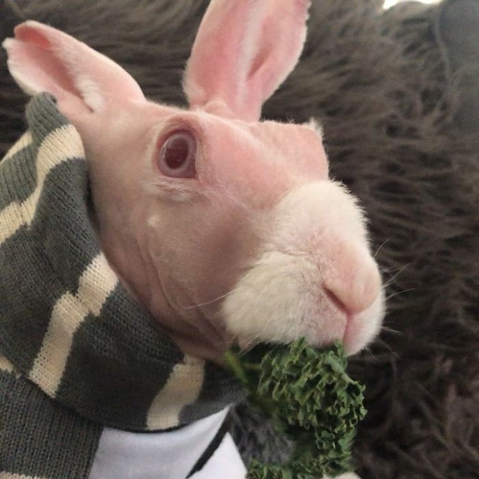 Mr. Bigglesworth, The Hairless Bunny, Was Rescued From Euthanasia, Now Lives As An Instagram Star