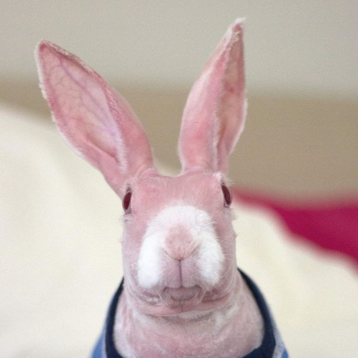 Mr. Bigglesworth, The Hairless Bunny, Was Rescued From Euthanasia, Now Lives As An Instagram Star